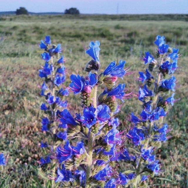 Vipers bugloss near the Sportsman, Seasalter